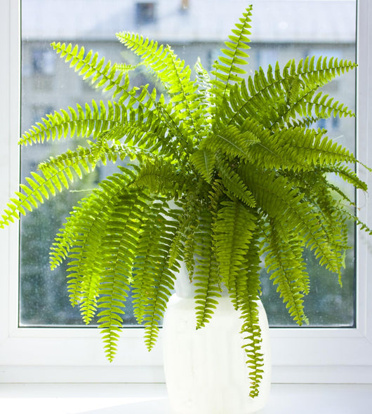 nephrolepis Wall Mural