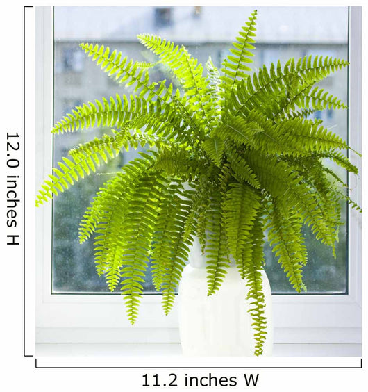nephrolepis Wall Mural