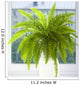 nephrolepis Wall Mural