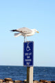Seagull Landing Wall Mural