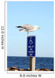 Seagull Landing Wall Mural