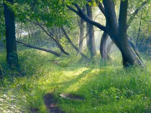 Evening Forest Wall Decal