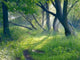 Evening Forest Wall Decal