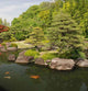 Japanese Koi Carp Pond Wall Decal