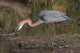 Goliath Heron Wall Mural