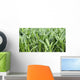 Fields Corn Wall Mural