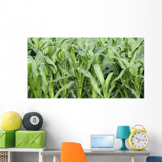 Fields Corn Wall Mural
