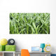 Fields Corn Wall Mural