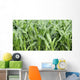 Fields Corn Wall Mural