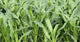 Fields Corn Wall Mural