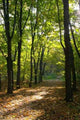 Maple Alley and Path Wall Decal