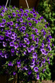 Purple Million Bells Hanging Wall Mural