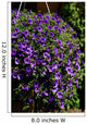 Purple Million Bells Hanging Wall Mural