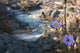 Wildflowers above Rapids Great Wall Mural