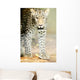 Leopard Wall Mural