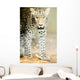 Leopard Wall Mural