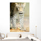Leopard Wall Mural
