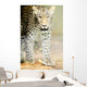 Leopard Wall Mural