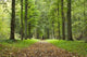 Autumn Park Wall Decal