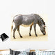 Zebra Wall Mural