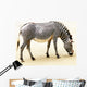 Zebra Wall Mural