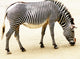 Zebra Wall Mural