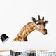 Clipping portrait of a giraffe Camelopardalis Wall Decal