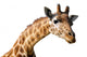 Clipping portrait of a giraffe Camelopardalis Wall Decal