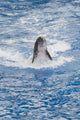 Bottlenose Dolphin Wall Mural