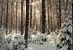 Forest Wall Decal Design 6