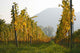 Rows Vines Vineyard Austria Wall Decal