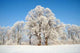 Winter Wall Decal Design 2