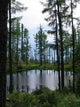 Forest Lake Wall Decal