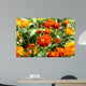 marigolds, Tagetes patula Wall Mural