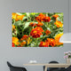 marigolds, Tagetes patula Wall Mural