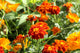 marigolds, Tagetes patula Wall Mural