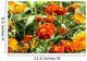 marigolds, Tagetes patula Wall Mural