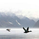 Ducks Wall Decal