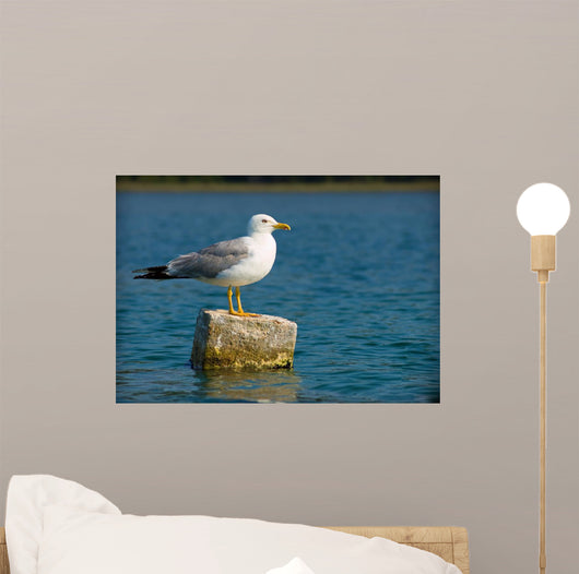 Curious Seagull Wall Mural