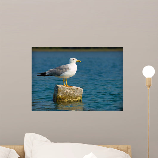 Curious Seagull Wall Mural