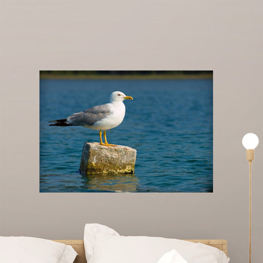 Curious Seagull Wall Mural
