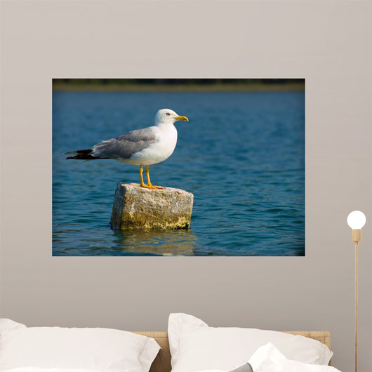 Curious Seagull Wall Mural