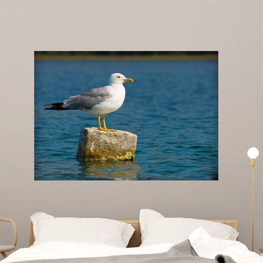Curious Seagull Wall Mural