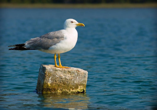 Curious Seagull Wall Mural