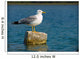 Curious Seagull Wall Mural