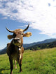Cow 10 Wall Decal