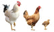Rooster Hen and Chicken Wall Decal