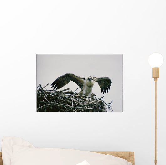 Wild Kestrel Wall Mural