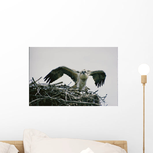 Wild Kestrel Wall Mural
