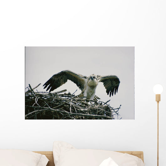 Wild Kestrel Wall Mural